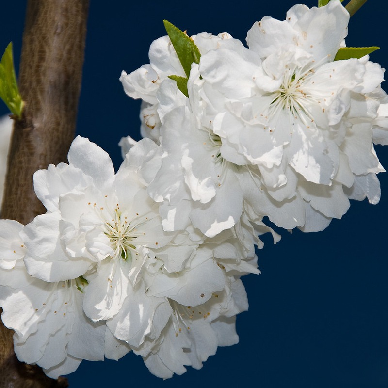 남경도 꽃복숭아나무 묘목 접목 분묘 2년생 (흰색)