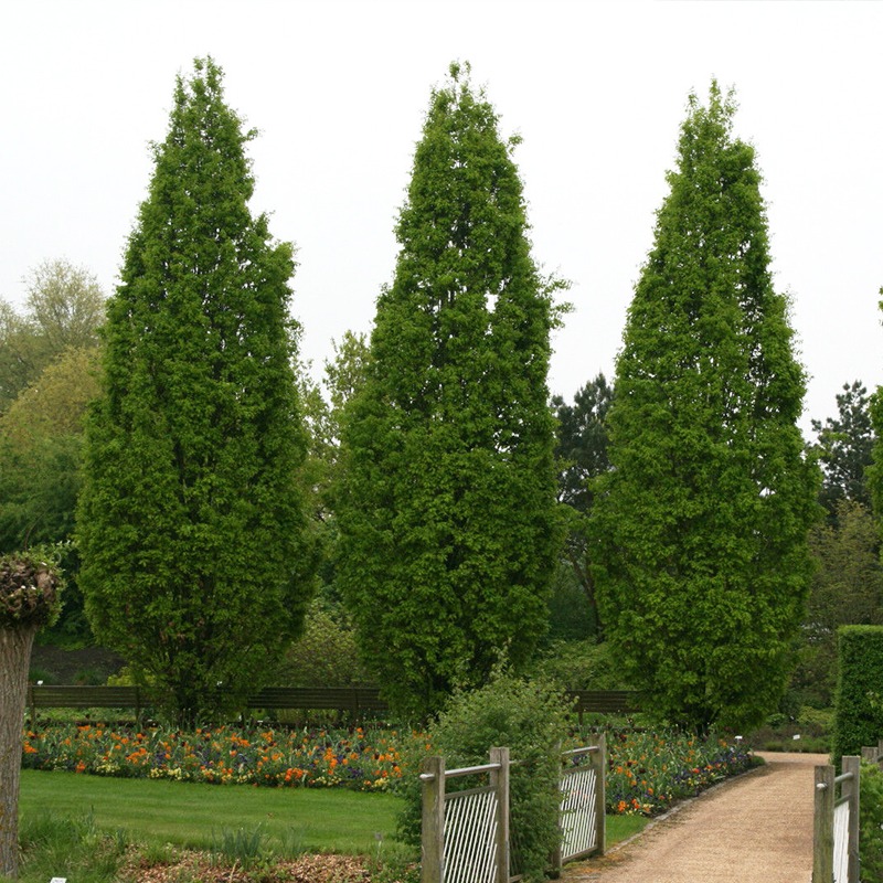 에메랄드그린 파스티기아타 나무 묘목 80cm, 1m, 1m20
