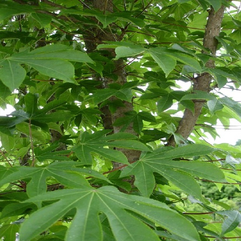 엄나무 가시없는 민엄나무 50-60cm