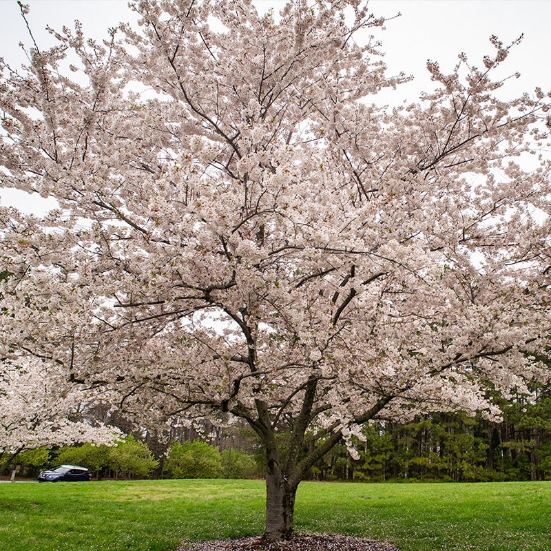 벚나무 왕벚나무 묘목 1년생 특묘 벚꽃나무