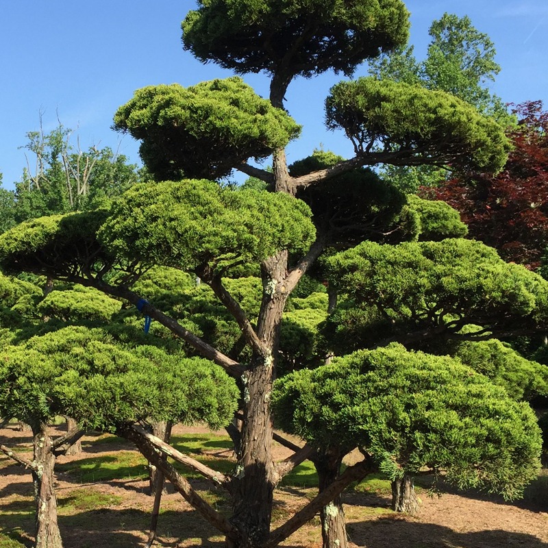 가이즈까 향나무 묘목 1.5m 관상수 기념식수 독립수
